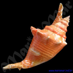 Strombus gallus Linnaeus, 1758 - Imagem 3