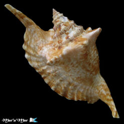 Alternative view of Strombus gallus Linnaeus, 1758