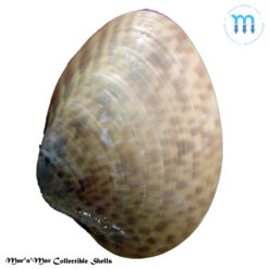 Alternative view of Macrocallista maculata (Linnaeus, 1758)