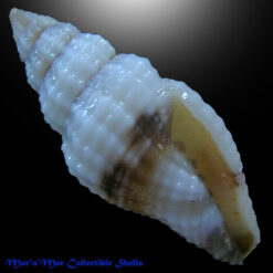 Vexillum cf. kaicherae E. J. Petuch, 1979