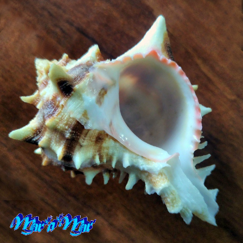 Phyllonotus brassica (Lamark, 1822)