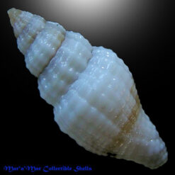 Vexillum cf. kaicherae E. J. Petuch, 1979 - Imagem 2