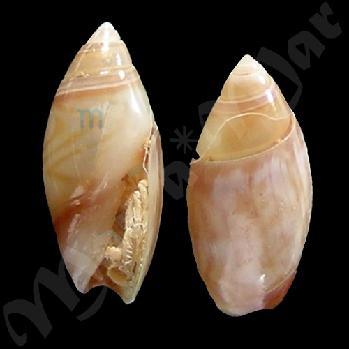 Olivella cf. petiolita (Duclos, 1835)