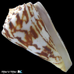 Conus centurio Born, 1778