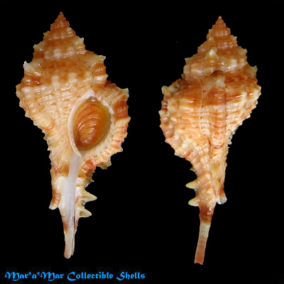 Chicoreus coltrorum E. Vokes, 1991