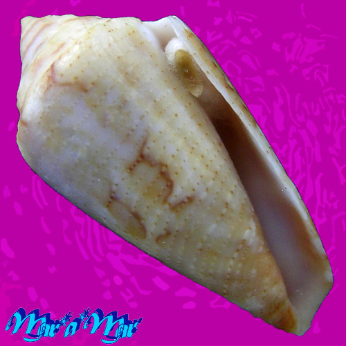 Conus (Seminoleconus) trinitarius  Hwass, C.H., 1792