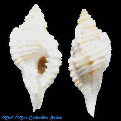 Cymatium krebsii (Mörch, 1877)