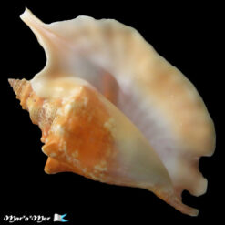 Strombus gallus Linnaeus, 1758