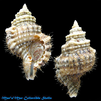 Cymatium nicobaricum (Röding, 1798)