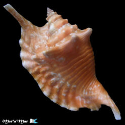 Alternative view of Strombus gallus Linnaeus, 1758