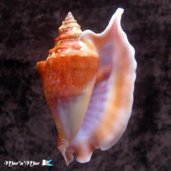 Strombus gallus Linnaeus, 1758