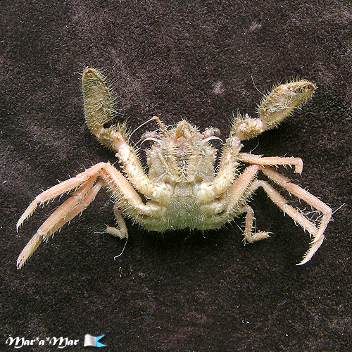 Homola barbata (Fabricius, 1793) - Imagem 2