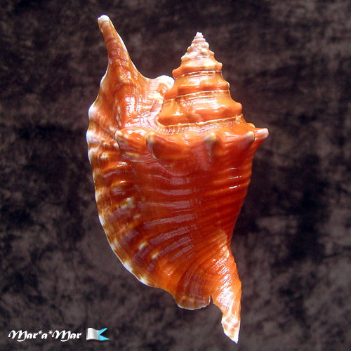 Strombus gallus Linnaeus, 1758 - Imagem 2
