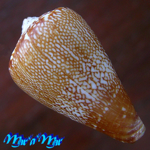 Alternative view of Africonus (Conus) delanoyae Trovão, 1979