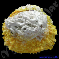 Chama macerophylla (Gmelin, 1791)