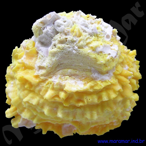 Chama macerophylla (Gmelin, 1791) - Imagem 2