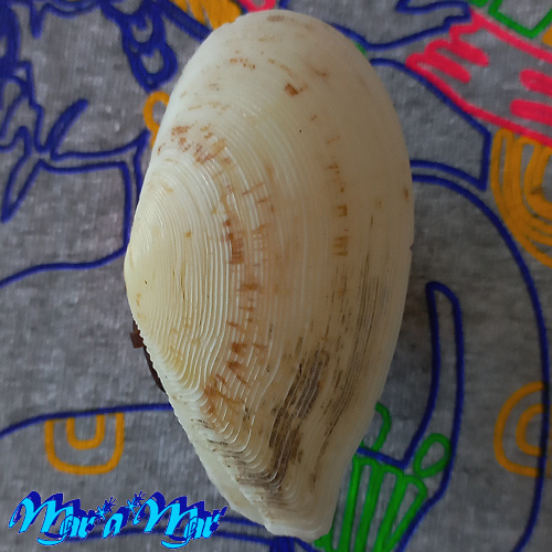 Tellina listeri Roding, 1798