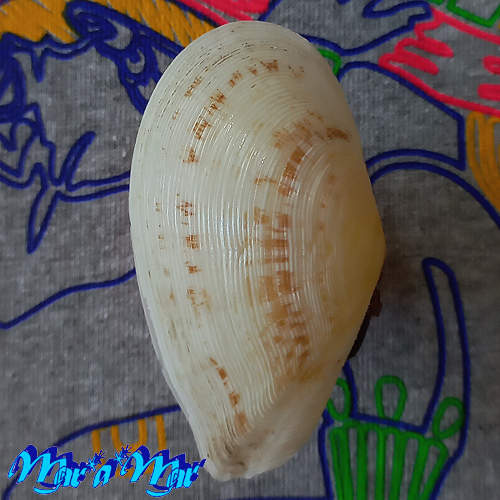 Alternative view of Tellina listeri Roding, 1798