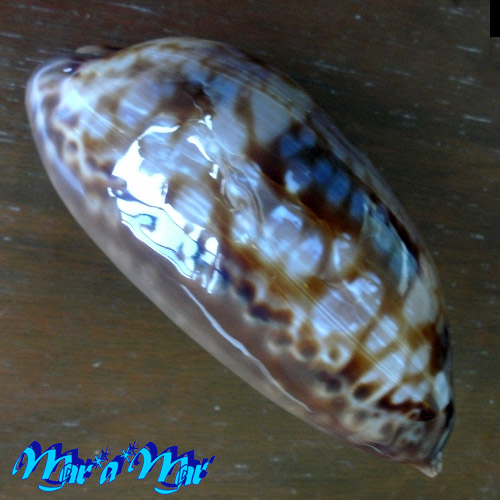 Alternative view of Macrocypraea zebra Linnaeus, 1758