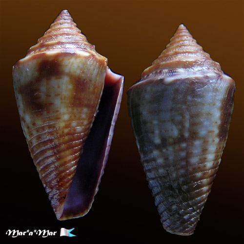 Jaspidiconus simonei Petuch & Myers, 2014