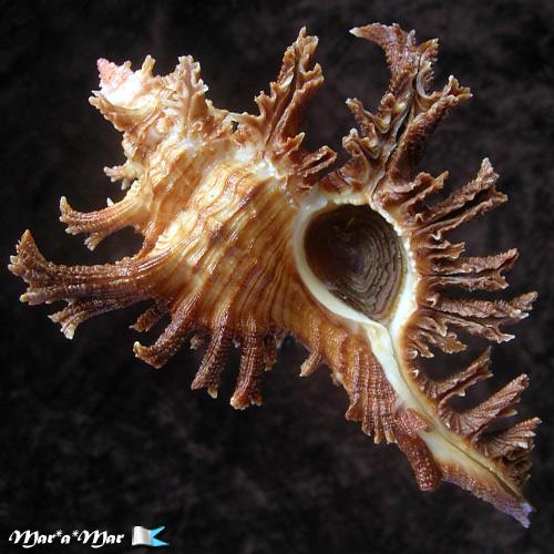 Chicoreus spectrum (Reeve, 1846)