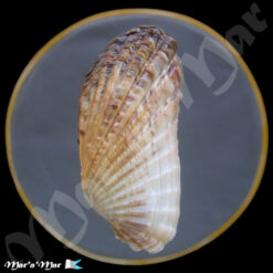 Alternative view of Carditamera gracilis (Shuttleworth, 1856)