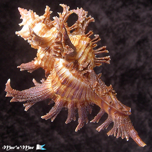 Chicoreus spectrum (Reeve, 1846) - Imagem 2