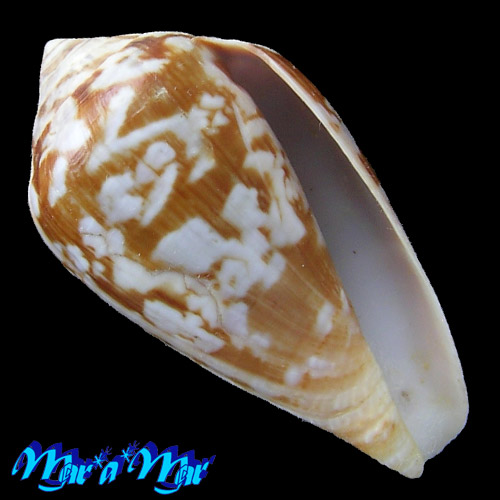 Conus guinaicus Hwass, 1792