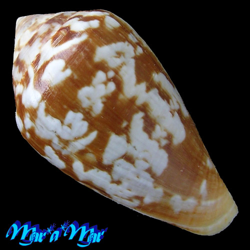 Alternative view of Conus guinaicus Hwass, 1792