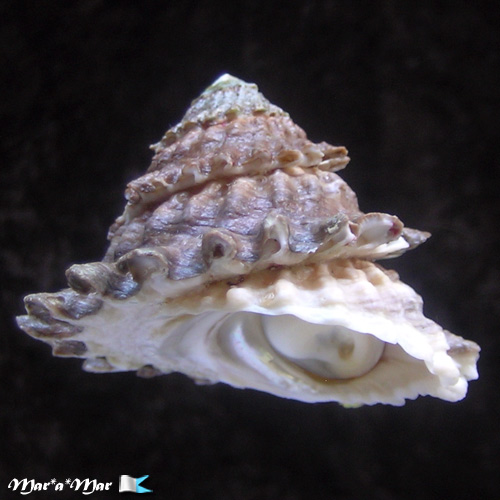 Lithopoma tectum tectum (Lightfoot, J. in Solander, 1786)