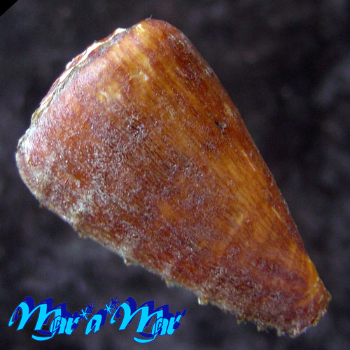 Alternative view of Conus princeps lineolatus Valenciennes, 1832