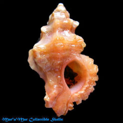 Favartia salmonea (Melvill & Standen, 1899)