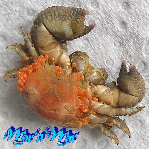 Pachycheles monilifer Dana, 1852 - Imagem 2