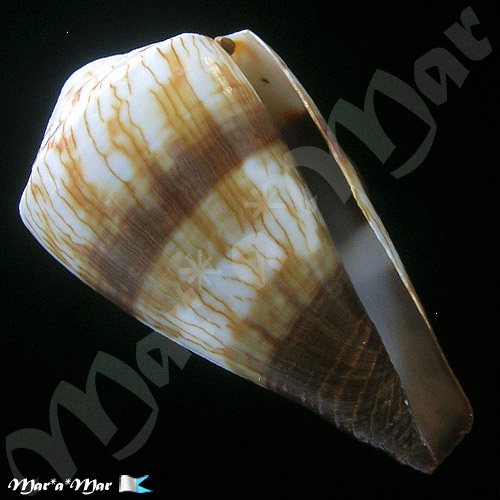 Conus miles Linnaeus, 1758