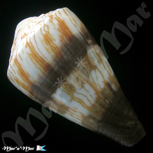 Conus miles Linnaeus, 1758 - Imagem 2