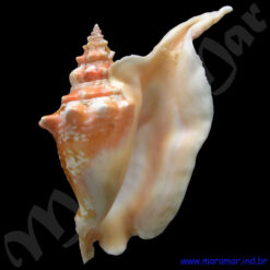 Alternative view of Strombus gallus Linnaeus, 1758