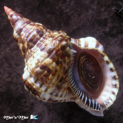 Charonia variegata (Lamarck, 1816)