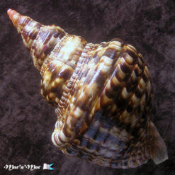 Charonia variegata (Lamarck, 1816) - Imagem 2