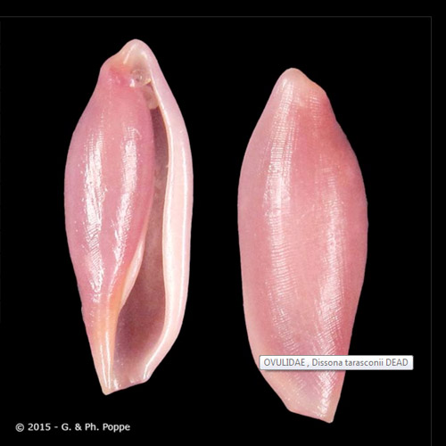 Dissona tarrasconii Bozzett1, 2007