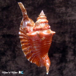 Strombus gallus Linnaeus, 1758 - Imagem 2