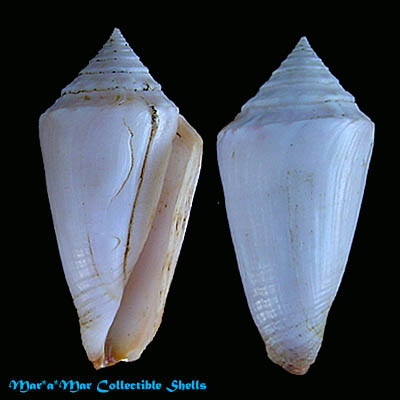 Conus ericmonnieri Petuch & Myers, 2014