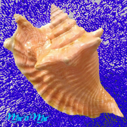 Strombus gallus Linnaeus, 1758