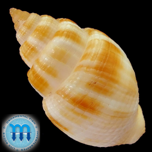 Alternative view of Cancellaria sp.*