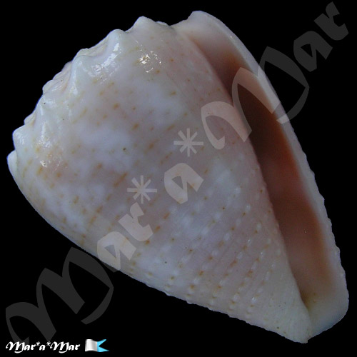 Conus miliaris Hwass, 1791