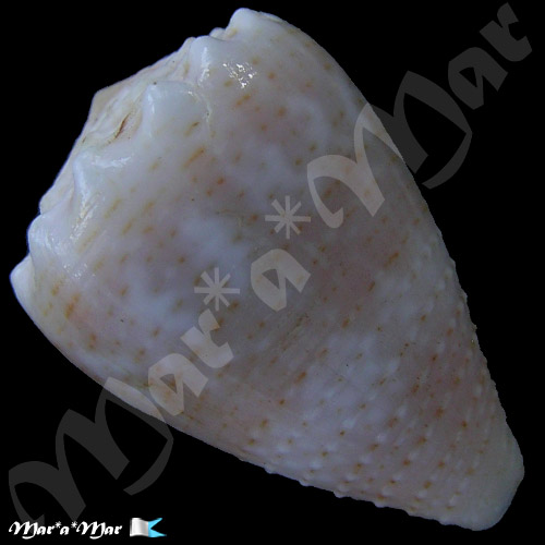 Conus miliaris Hwass, 1791 - Imagem 2