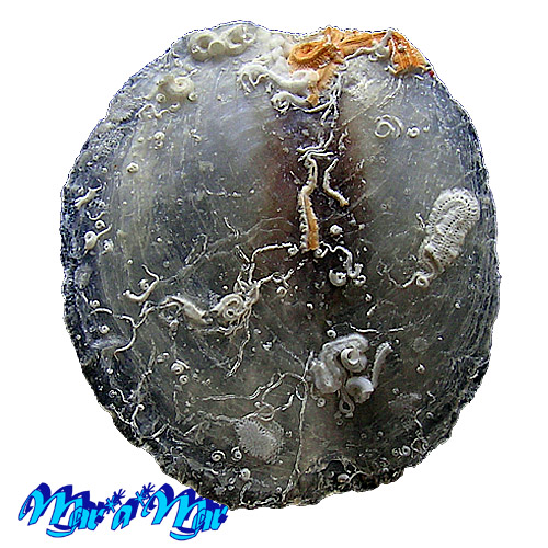 Pododesmus rudis (Broderip, 1845)