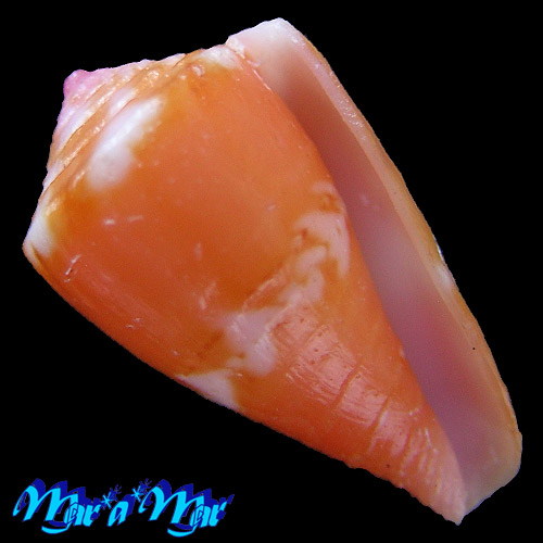 Conus pseudocardinalis Coltro, 2004