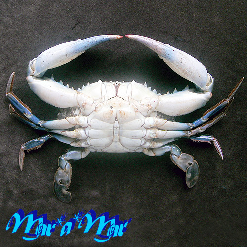 Callinectes danae Smith, 1869 - Imagem 2