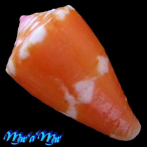 Alternative view of Conus pseudocardinalis Coltro, 2004