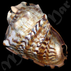 Cassis tuberosa (Linnaeus, 1758) - Imagem 2